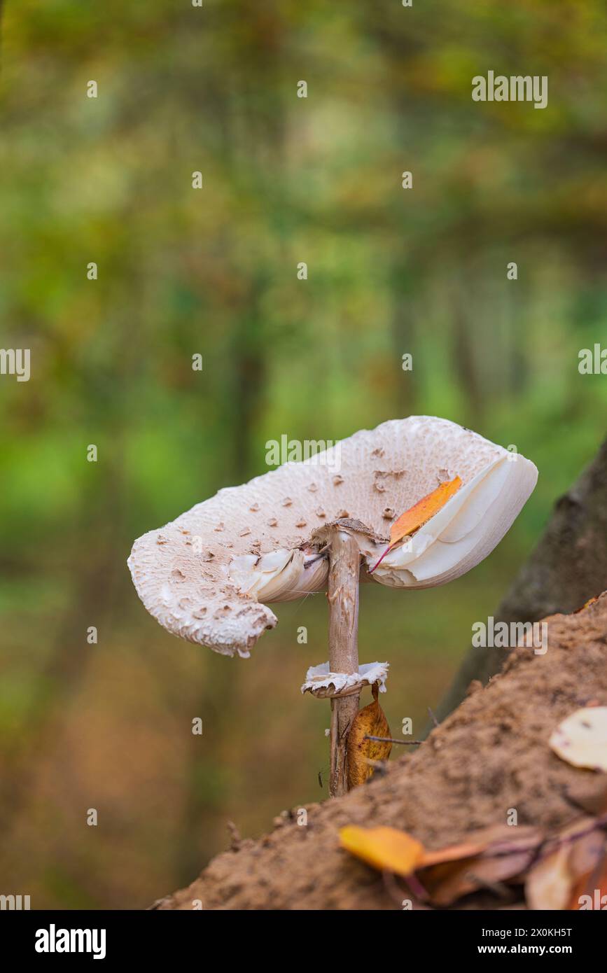 Il mondo del primo piano incospicuo e incospicuo dei funghi Foto Stock