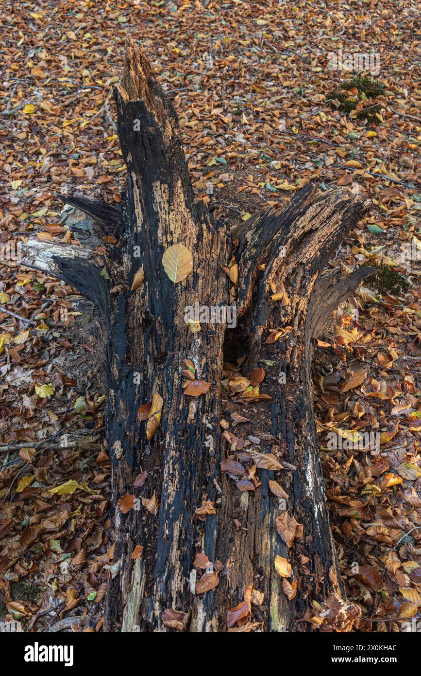 Terreno boschivo nella faggeta, ceppo d'albero, legno morto, primo piano Foto Stock