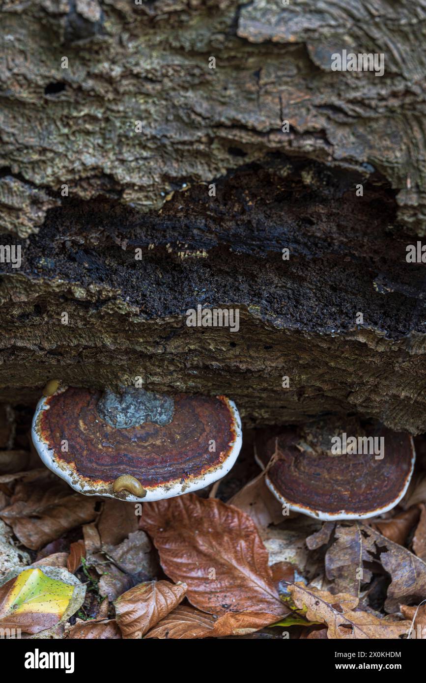 il fungo tinder cresce su legno morto Foto Stock