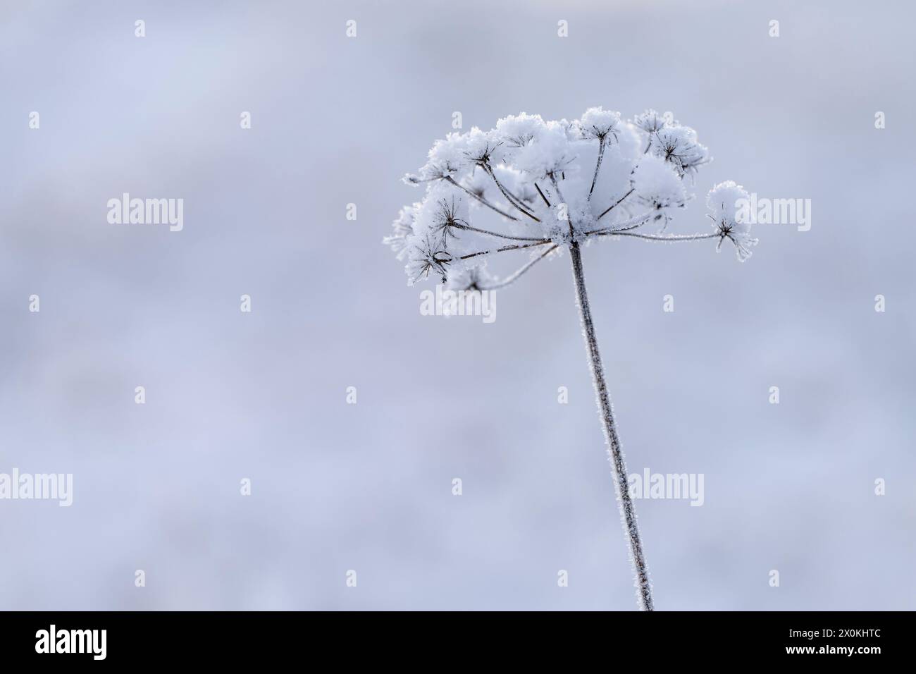 Ombela di fiori secchi con calotta da neve, Germania Foto Stock