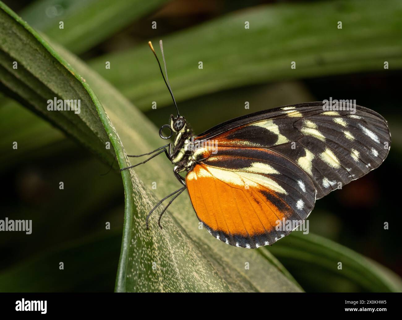 Una farfalla nera e arancione, un importante Pollinatore, poggia su una foglia verde Foto Stock