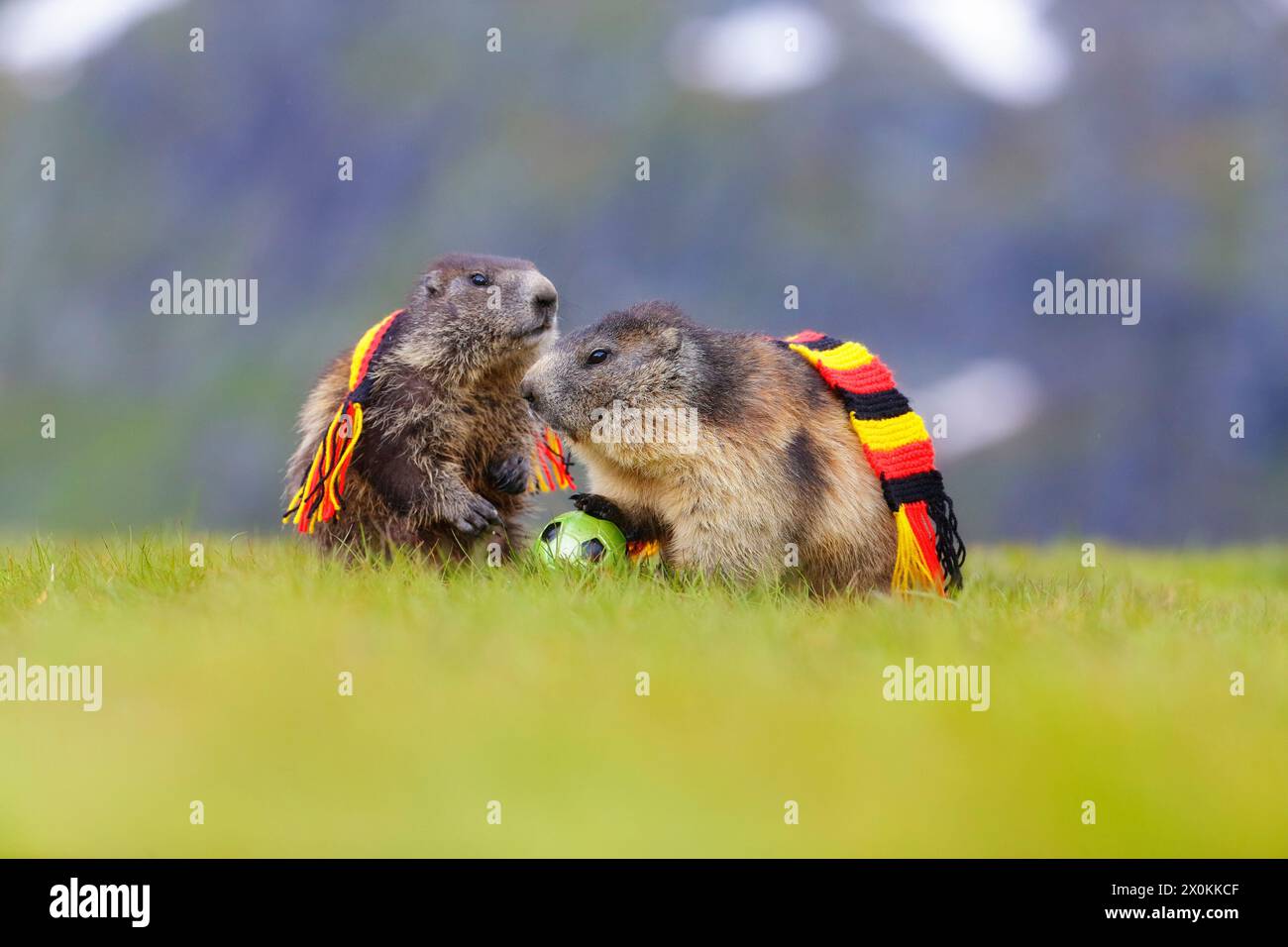 Marmotta alpina (marmota, marmota), due marmotte su erba verde con sciarpa tedesca in nero-rosso-oro e pallone da calcio Foto Stock