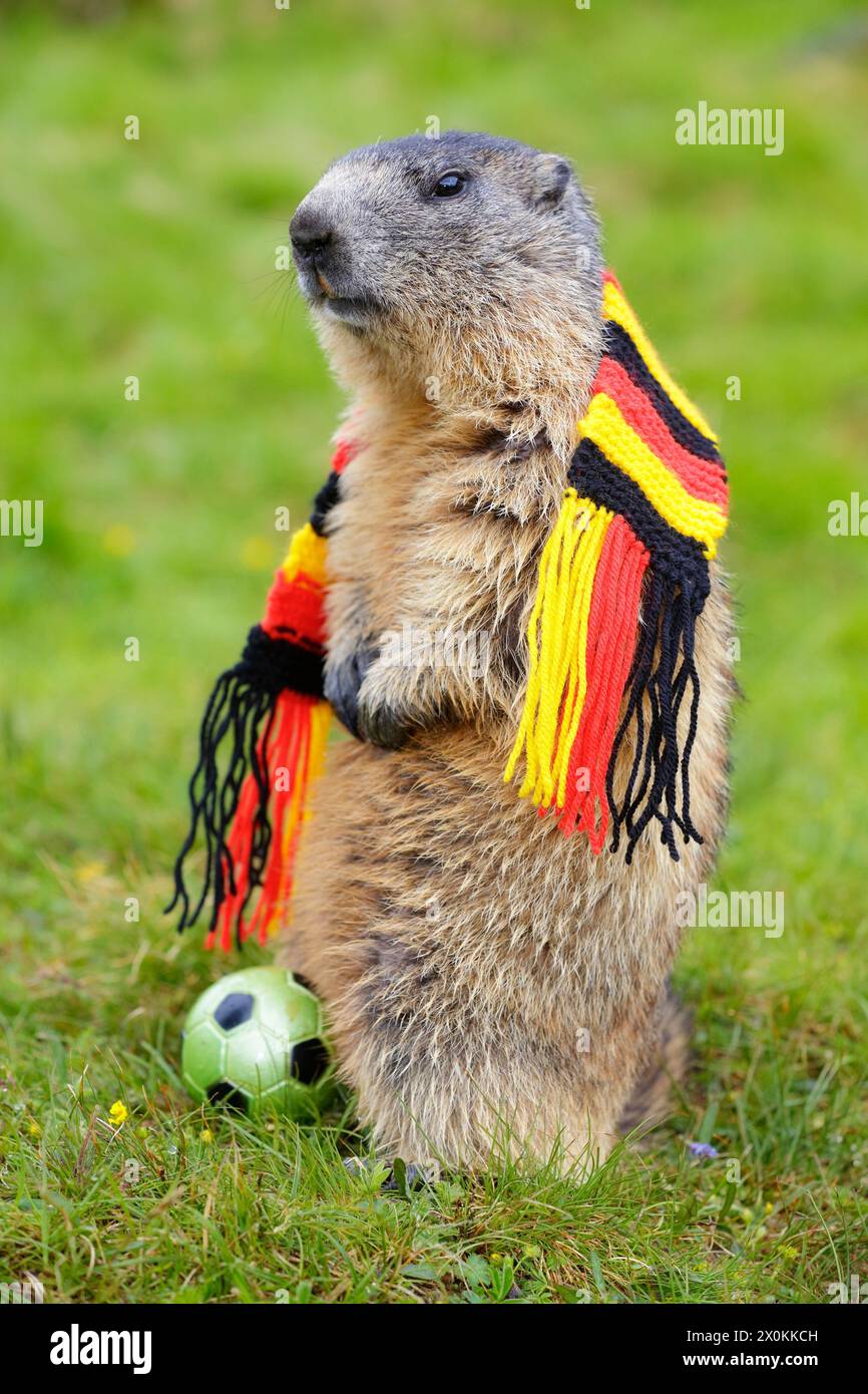 Marmotta alpina (marmota, marmota), marmotta in piedi su prato verde con sciarpa tedesca in nero-rosso-oro e pallone da calcio Foto Stock