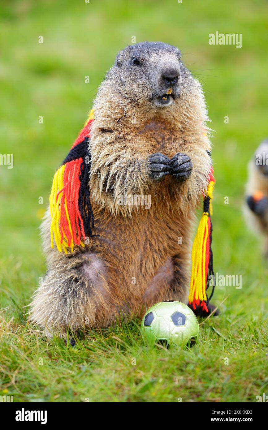 Marmotta alpina (marmota, marmota), marmotta in piedi su prato verde con sciarpa tedesca in nero-rosso-oro e pallone da calcio Foto Stock