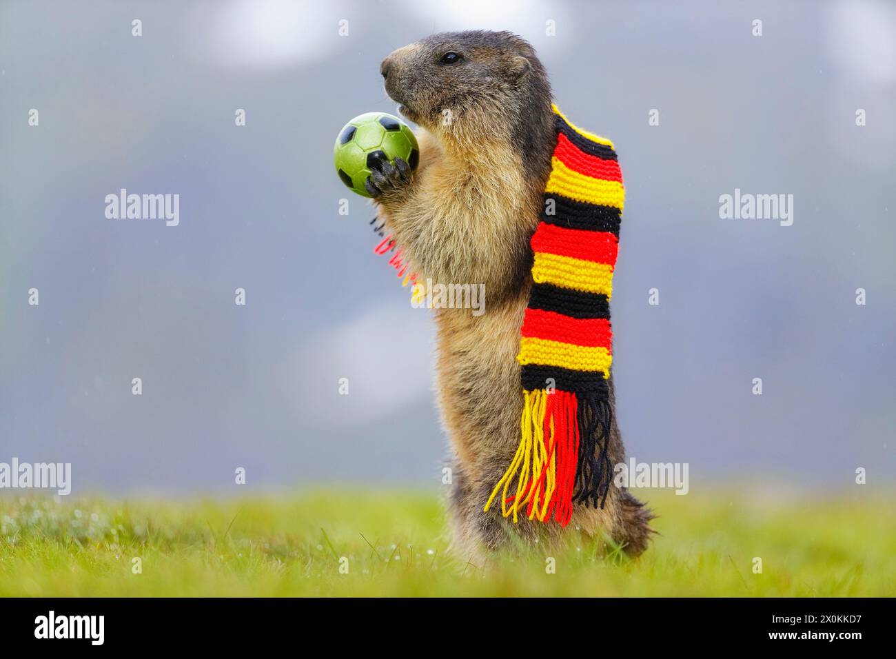 Marmotta alpina (marmota, marmota), marmotta su prato verde con sciarpa tedesca in nero-rosso-oro cattura il pallone da calcio Foto Stock