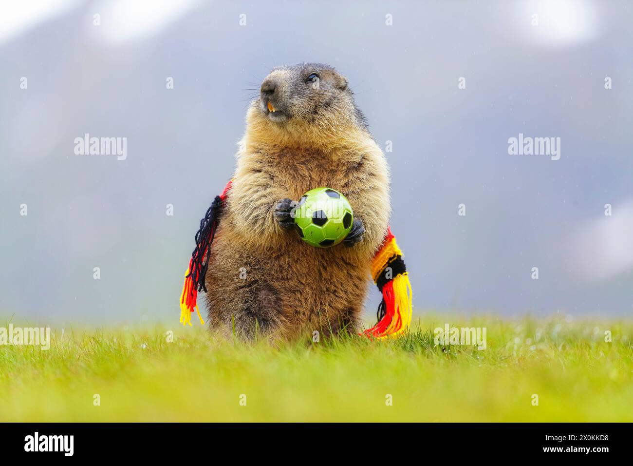 Marmotta alpina (marmota, marmota), marmotta in piedi su un prato verde con foulard tedesco in nero-rosso-oro e in possesso di calcio Foto Stock