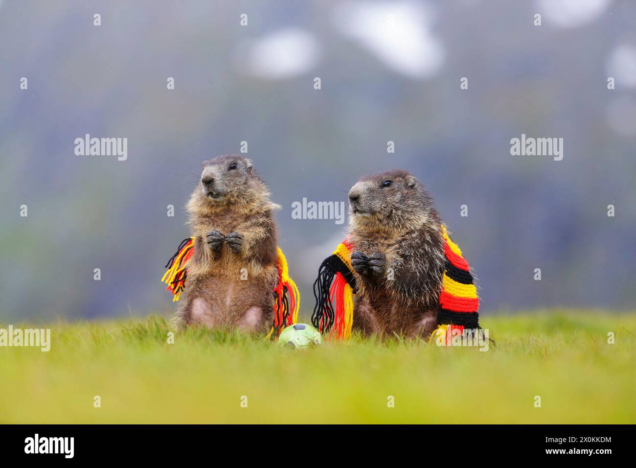 Marmotta alpina (marmota, marmota), due marmotte su erba verde con sciarpa tedesca in nero-rosso-oro e pallone da calcio Foto Stock