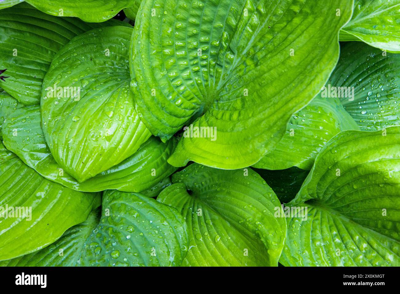 Fogli bagnati Foto Stock