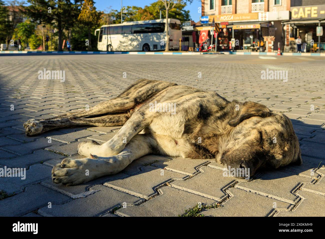 Cane addormentato, Konya, Turchia. Foto Stock