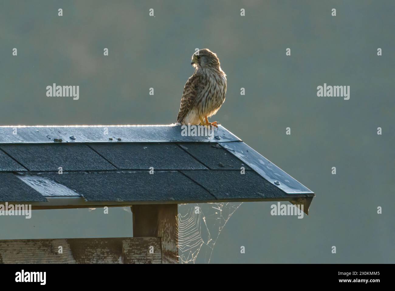 Un piccolo rapace arroccato su un ramoscello in cima a un tetto. Con becco affilato e ali piume, appartenenti alla famiglia degli Accipitridae nelle Falconiforme Foto Stock