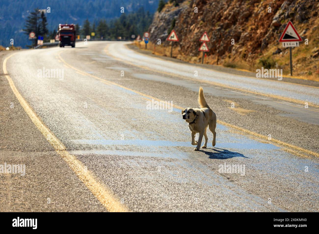 Un cane attraversa la strada tra le montagne del Tauro, Konya Manavgat Yolu, Cappadocia, Turchia. Foto Stock