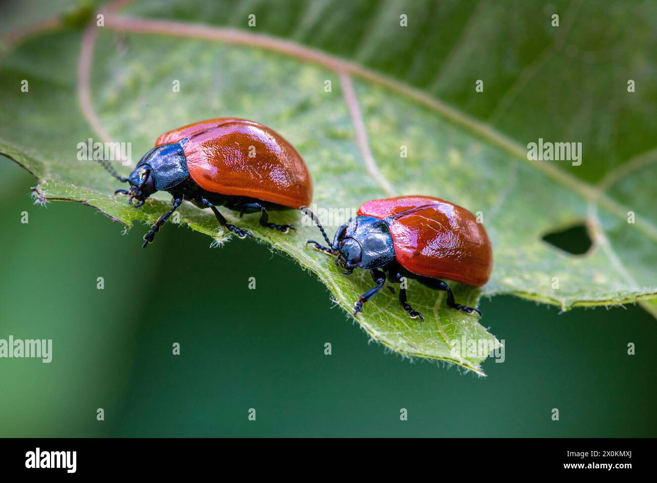 Coleottero con foglie di pioppo rosso, coleottero con foglie di salice (Chrysomela populi) Foto Stock