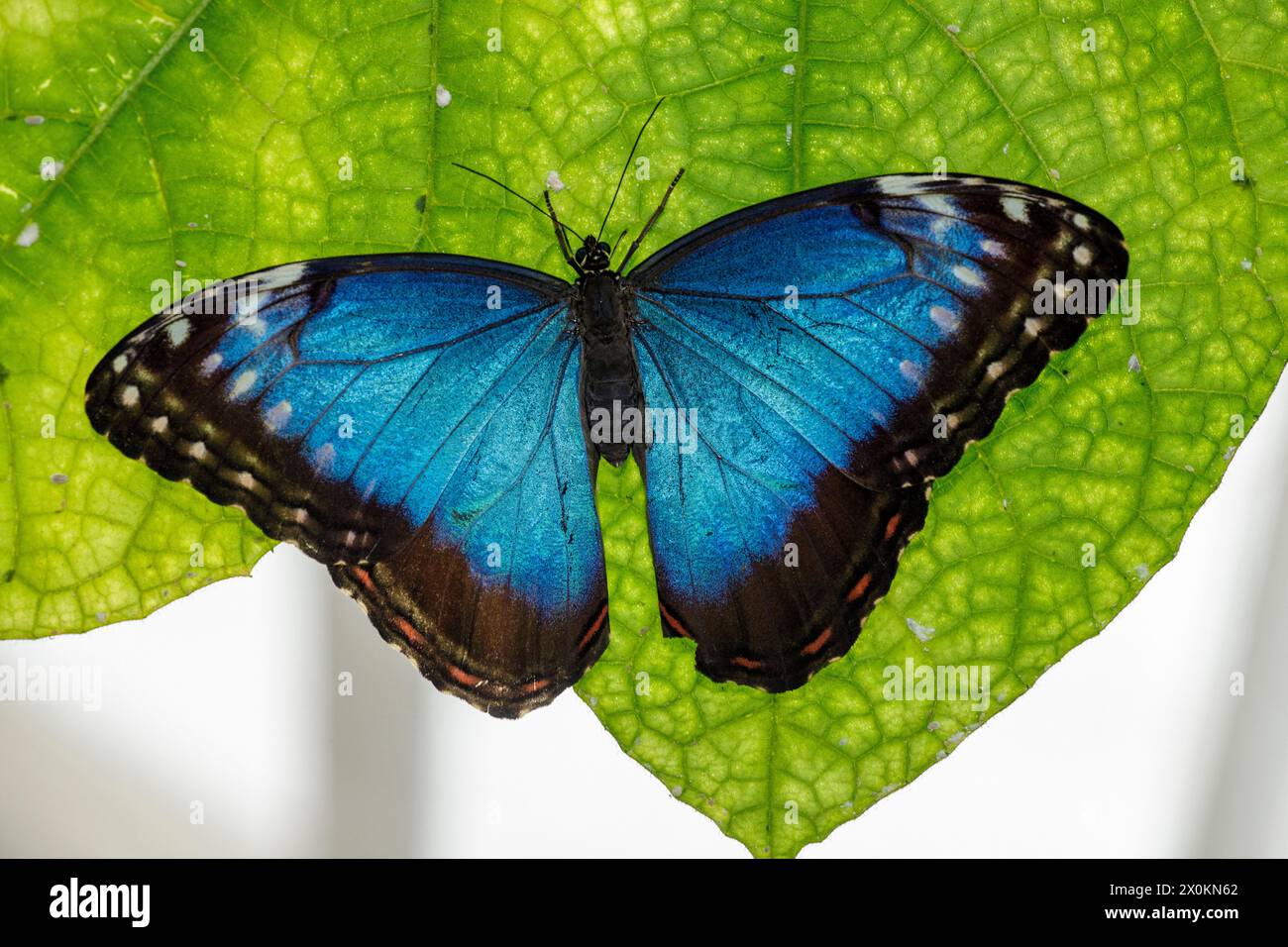 La farfalla morfo blu (Morpho peleides), la farfalla del cielo Foto Stock