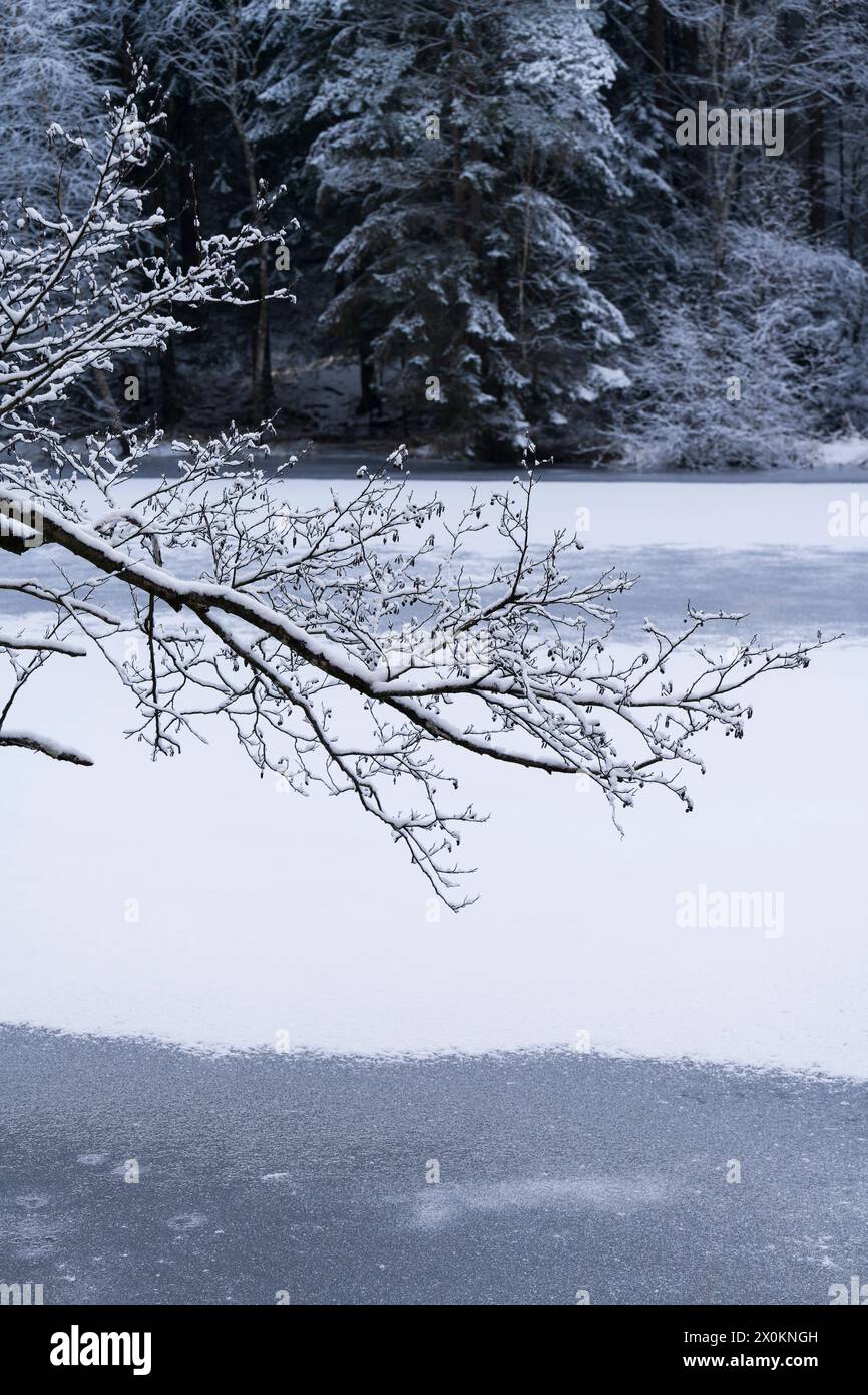 Atmosfera invernale, una coperta di neve si è formata su un lago ghiacciato, il Parco naturale di Pfälzerwald, la riserva della biosfera di Pfälzerwald-Nordvogesen, Germania, Renania-Palatinato Foto Stock