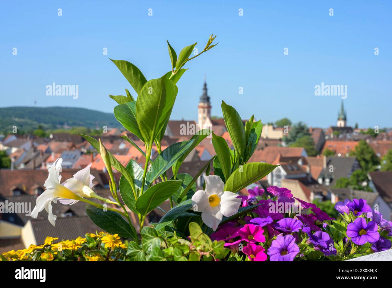 Una scatola di fiori su un balcone. Foto Stock