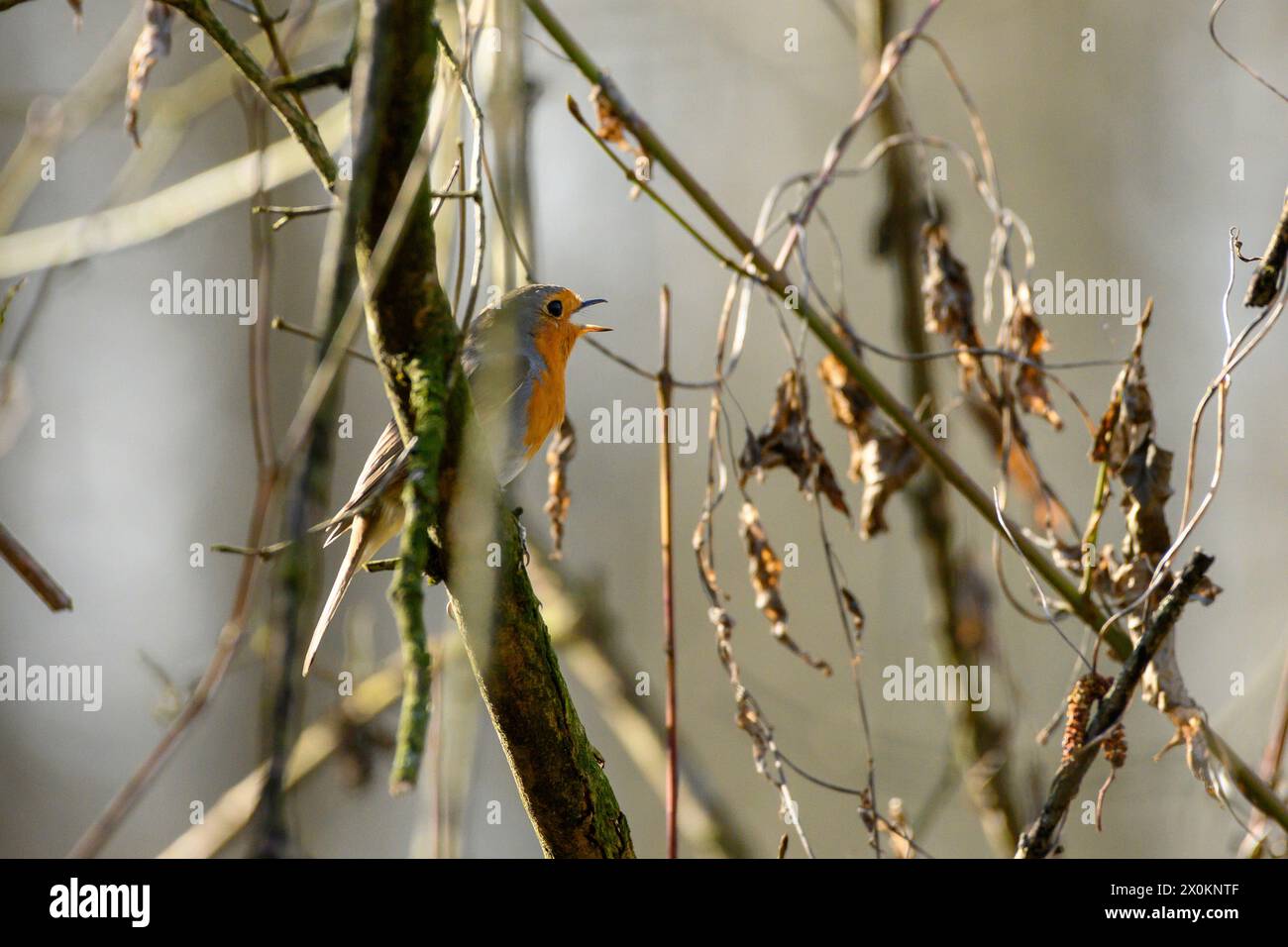 Robin, erithacus rubecula, in un albero. Foto Stock