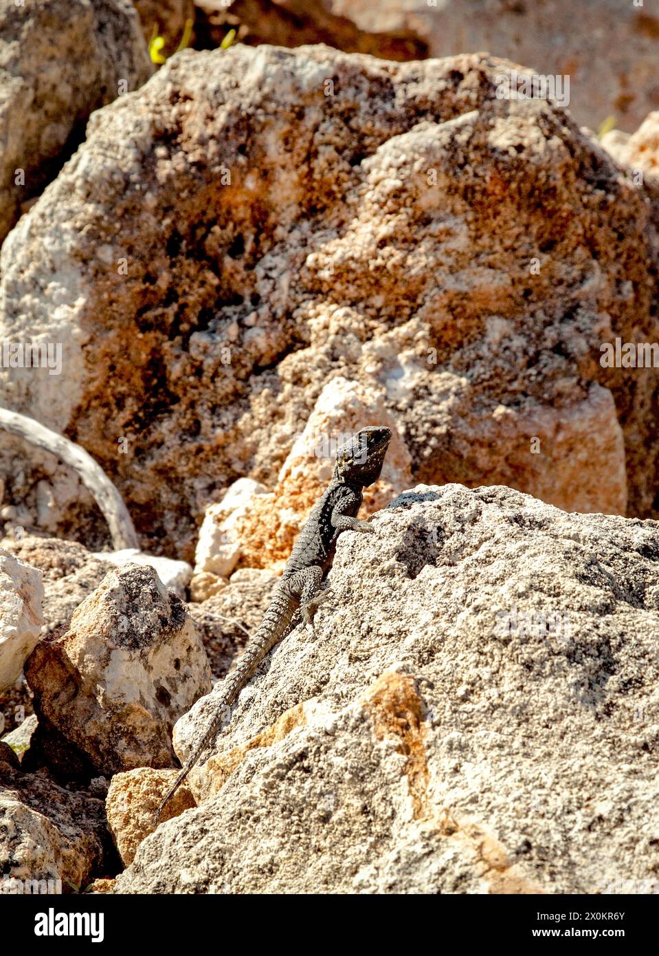 lucertola, roccia, lucertola, pietra, Mediterraneo, Rodi, isola, Dodecaneso, Grecia Foto Stock