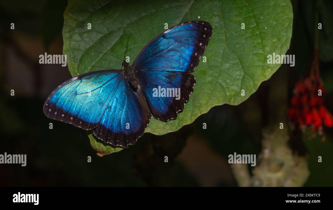 Farfalla iridescente su una lussureggiante vegetazione Foto Stock