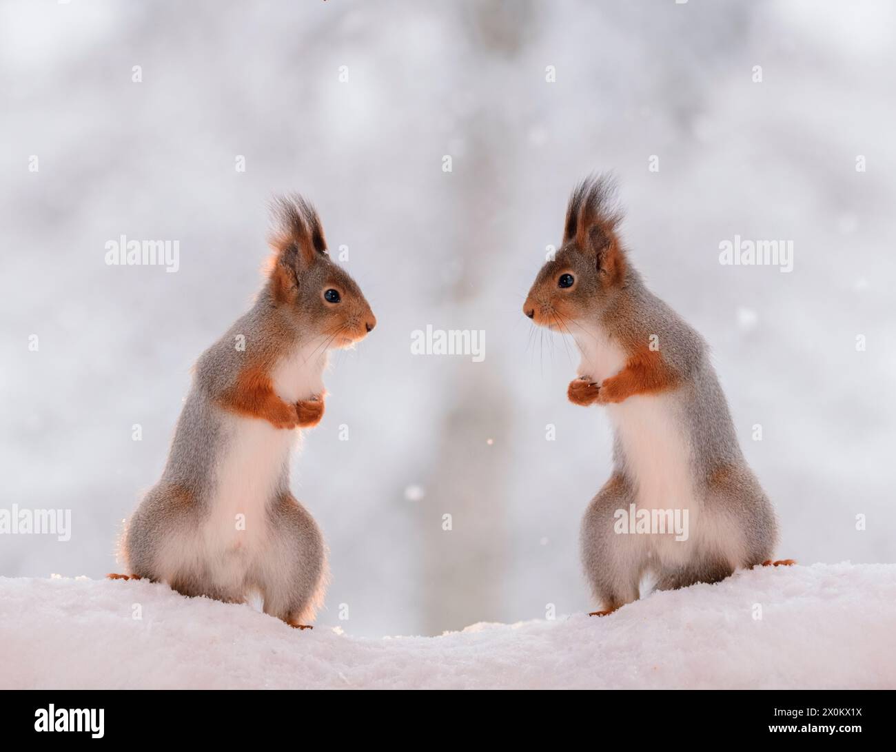 I Red Squirrels sono nella neve che si guardano l'un l'altro Foto Stock