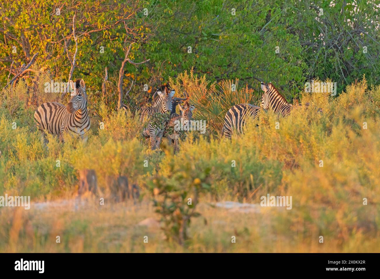 Famiglia Zebra che si nutre nella Savanah nel Delta dell'Okavango in Botswana Foto Stock