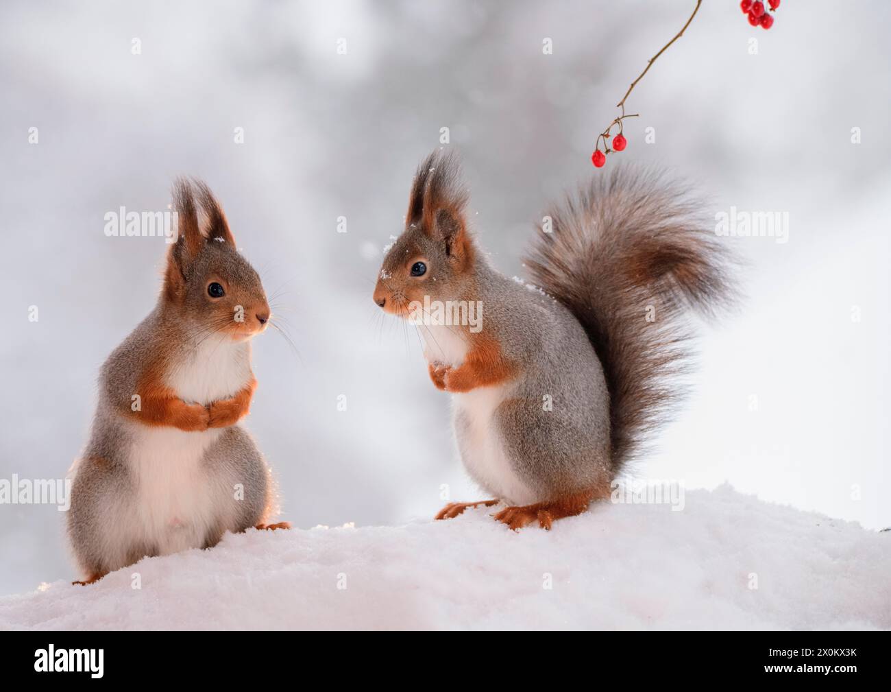 I Red Squirrels sono nella neve che si guardano l'un l'altro Foto Stock