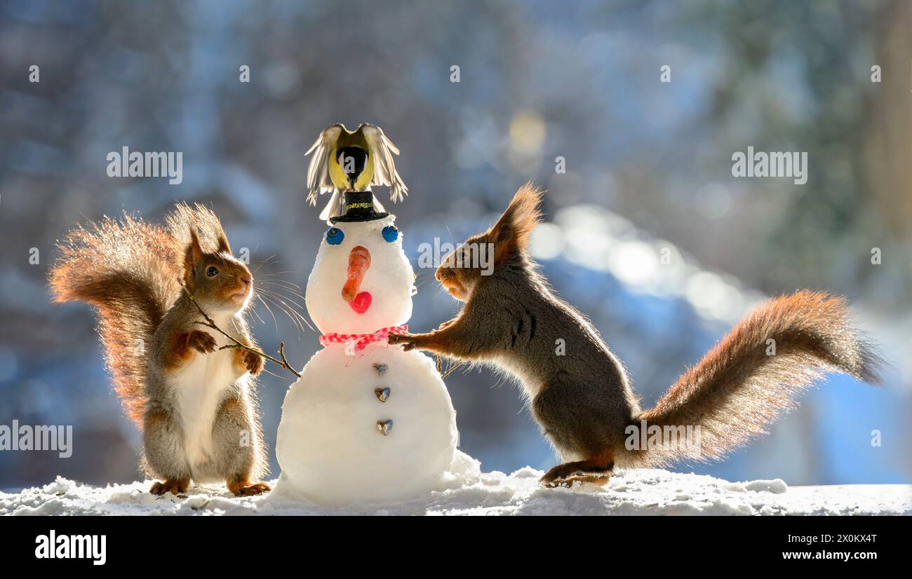 Red Squirrels in piedi con un pupazzo di neve e grande tit Foto Stock