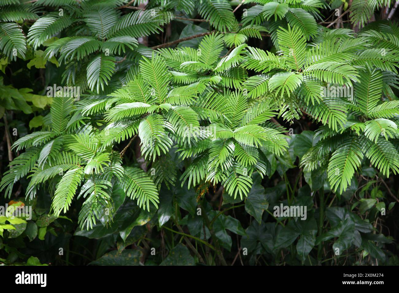 Pracaxi, Pentaclethra macroloba, Fabaceae. Tortuguero, Costa Rica. Foto Stock