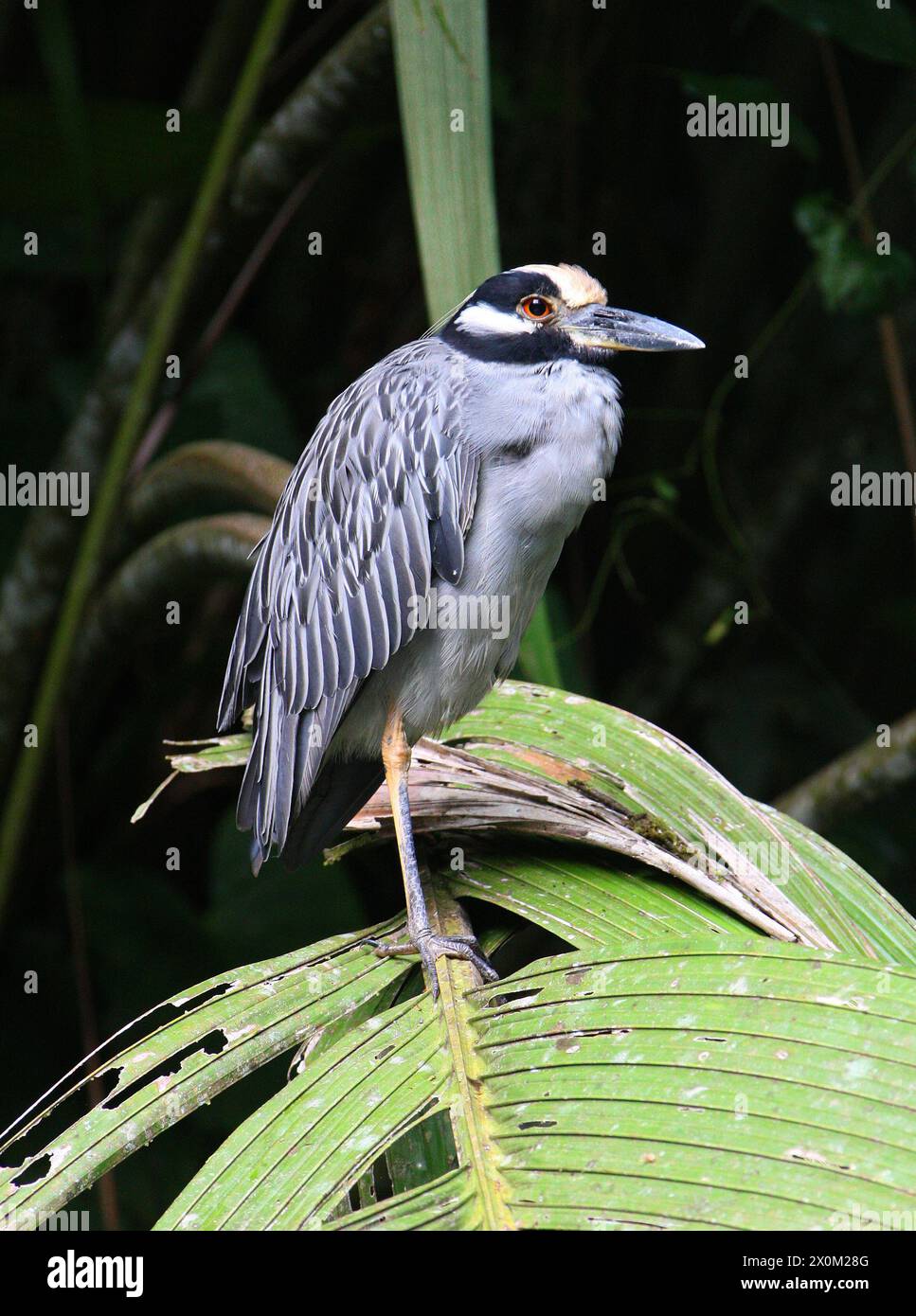 Night-Heron con corona gialla, Nyctanassa violacea, Ardeidae, Pelecaniformes. Tortuguero, Costa Rica, America centrale. Foto Stock