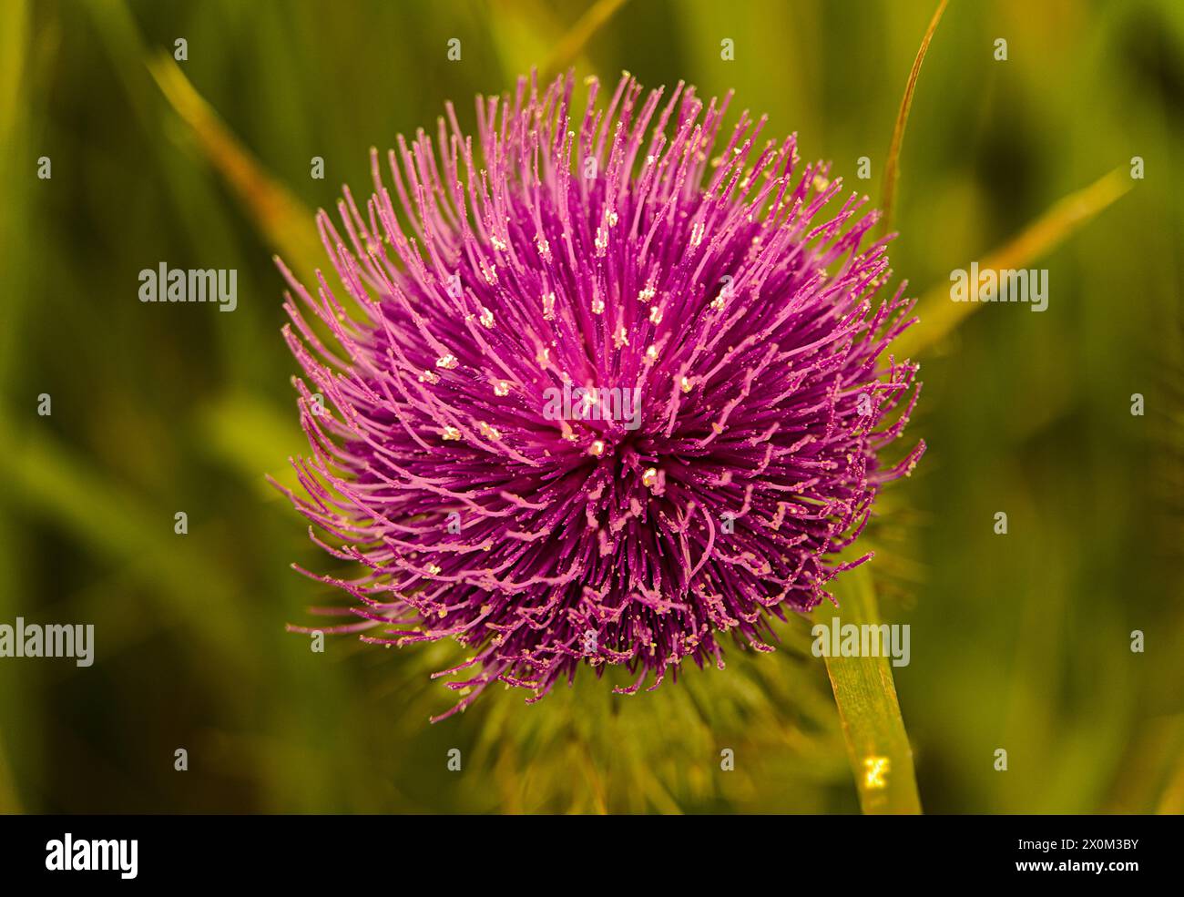 Fiorisce il cardo di ragnatela rosa nativo. Foto Stock