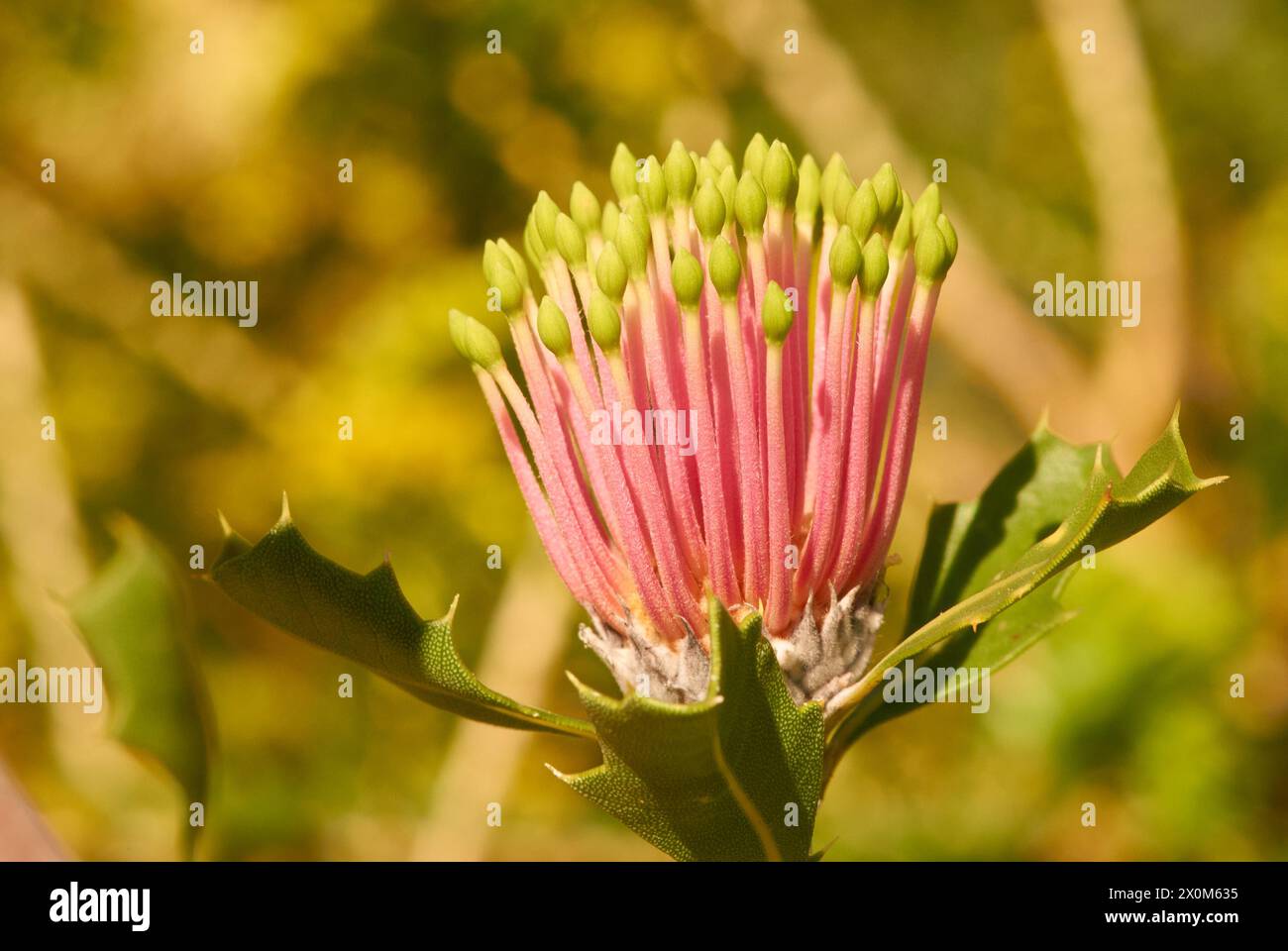 Una testa di fiore di Banksia, Banksia ilicifolia, in erba, endemica del sud-ovest dell'Australia occidentale. Cresce come arbusto o albero. Foto Stock