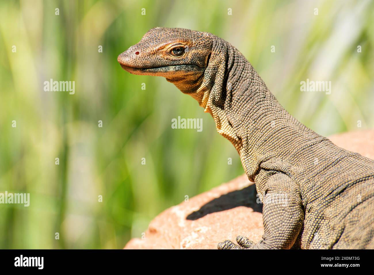 Il monitor dell'acqua di Mertens, chiamato comunemente "monitor dell'acqua di Mertens", è una specie di lucertola della famiglia Varanidae. La specie è endemica del nord Foto Stock