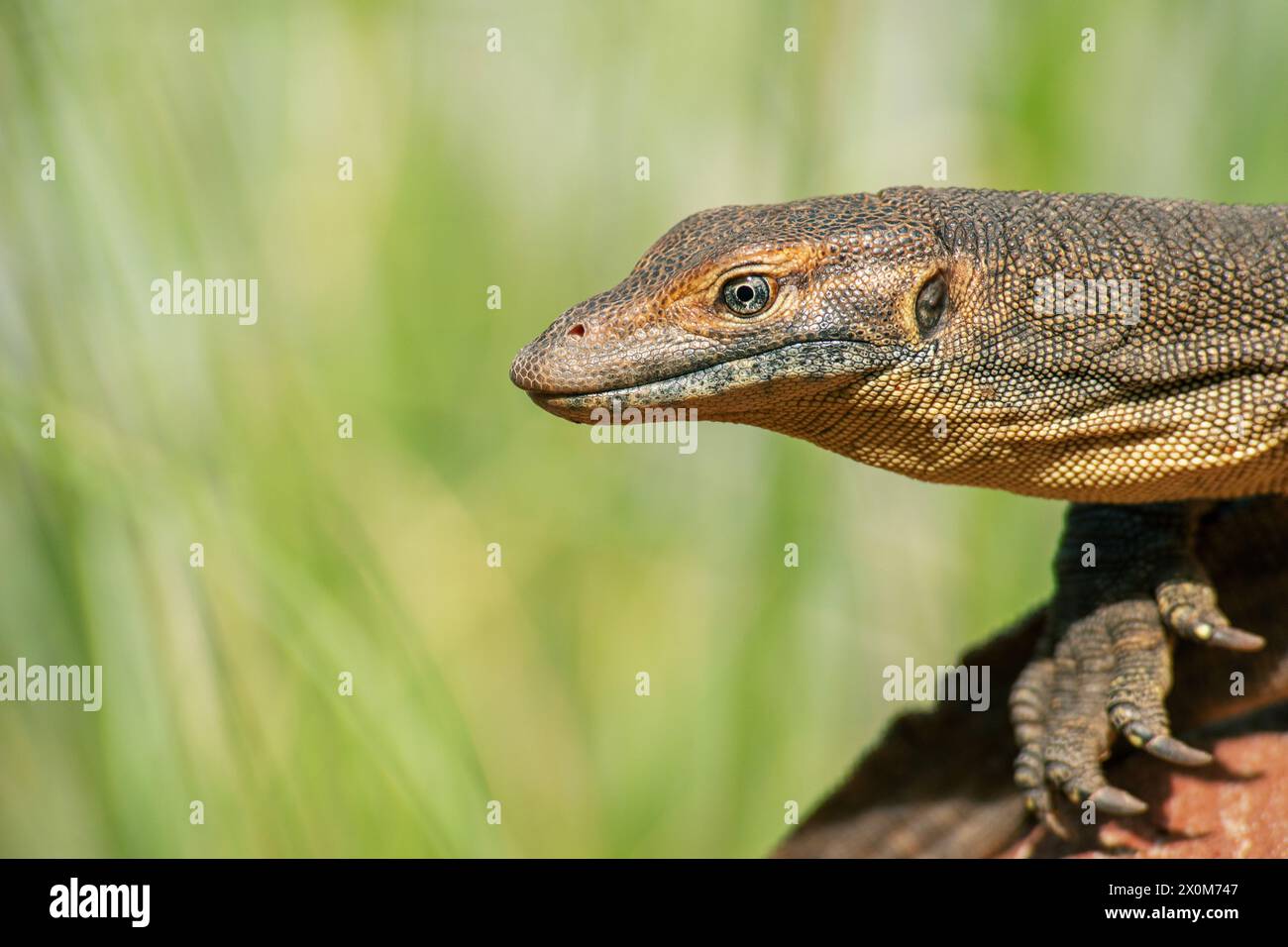 Il monitor dell'acqua di Mertens, chiamato comunemente "monitor dell'acqua di Mertens", è una specie di lucertola della famiglia Varanidae. La specie è endemica del nord Foto Stock