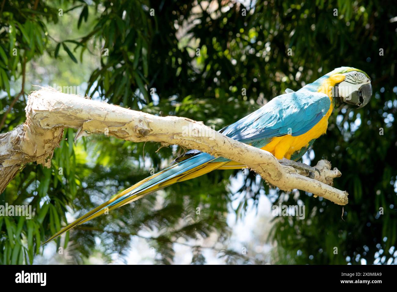 Il Macaw blu e oro ha le piume posteriori e superiori del blu e il macaw oro sono blu brillante; il lato inferiore della coda è giallo oliva. Foto Stock