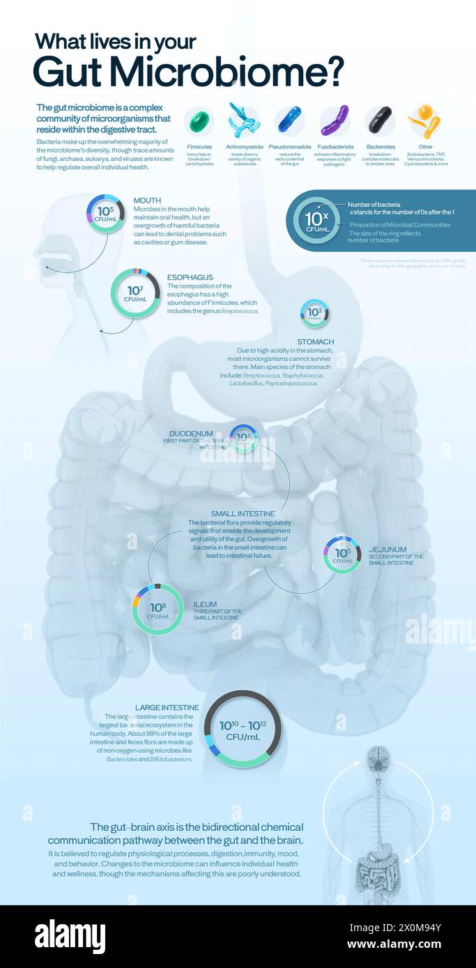 Illustrazione infografica che mostra il contenuto della comunità di microrganismi dell'intestino umano, chiamata microbiota intestinale. Questi includono batteri, funghi Foto Stock