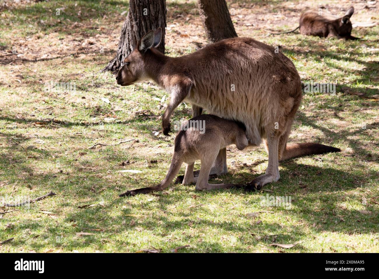 Il canguro-isola Kangaroo joey si sta nutrendo dalla sua sacca delle madri Foto Stock