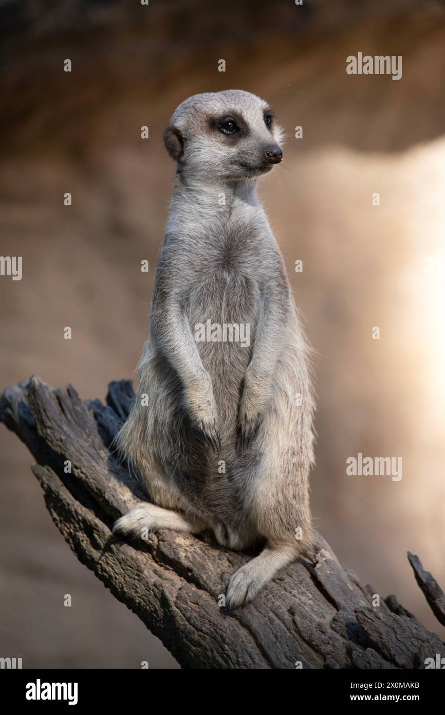 I meerkat si trovano a turno in una posizione di vedetta sollevata sopra le tane, in modo che possano vedere tutto e proteggere il loro clan mentre gli altri membri lo sono Foto Stock