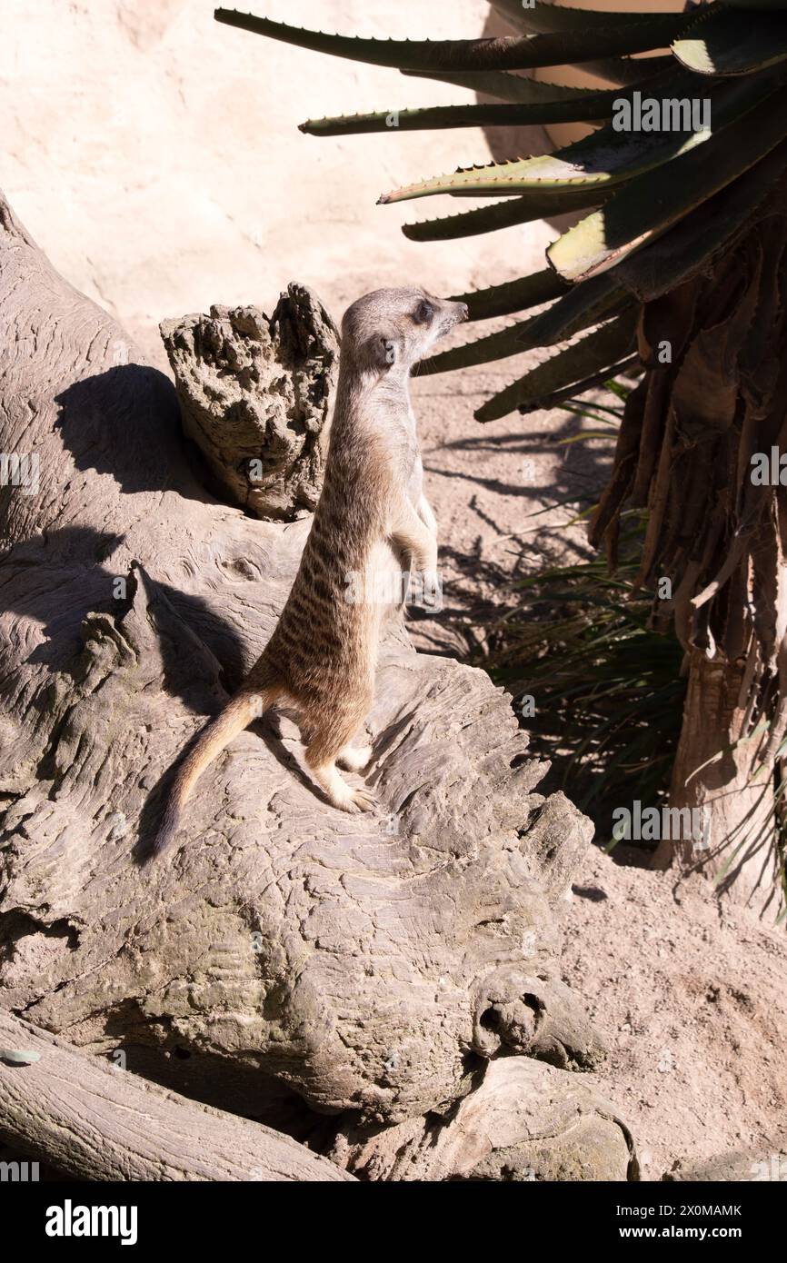 I meerkat hanno macchie scure intorno agli occhi per proteggerli dal sole, così come una punta scura sulla coda. I meerkat si alternano Foto Stock