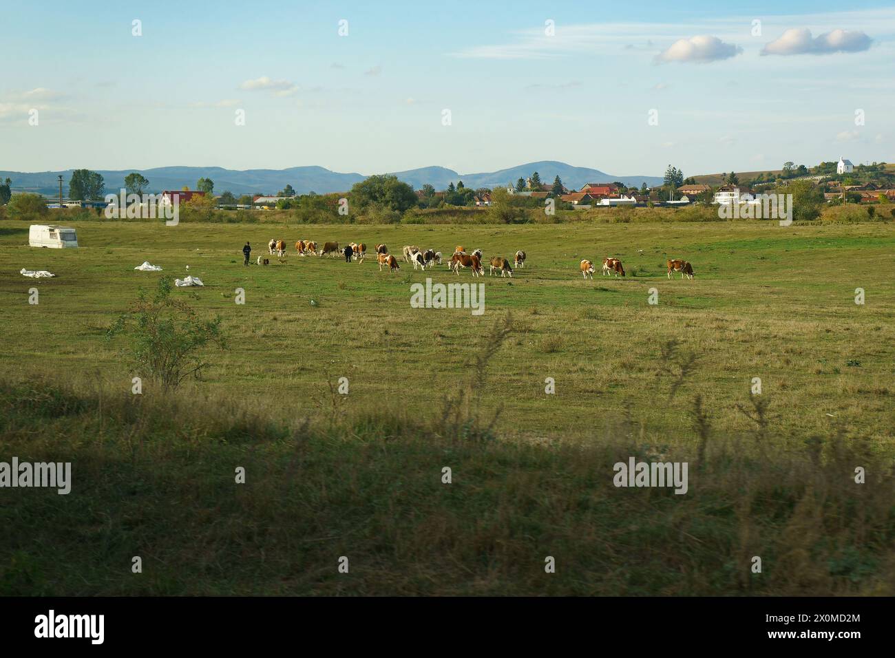 Haghig, Romania - 6 ottobre 2023: Branco di mucche su un prato. Foto Stock