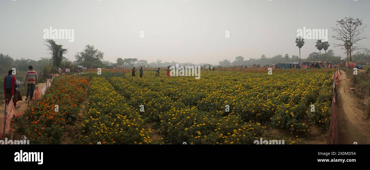 Khirai, Bengala Occidentale, India - 23.01.23 : Panorama dei visitatori nel campo dei fiori di calendula gialli nella valle dei fiori. Raccolto qui per la vendita. Foto Stock
