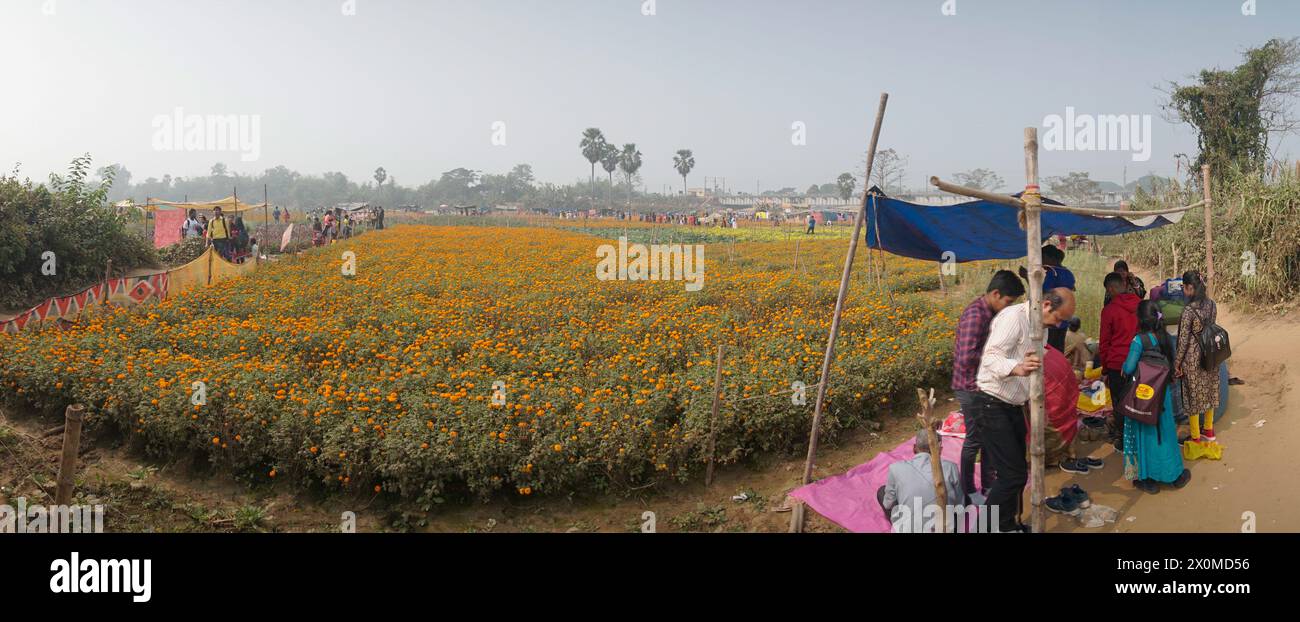 Khirai, Bengala Occidentale, India - 23.01.23 : Panorama dei visitatori nel campo dei fiori di calendula arancioni nella valle dei fiori. Raccolto qui per la vendita. Tagete Foto Stock