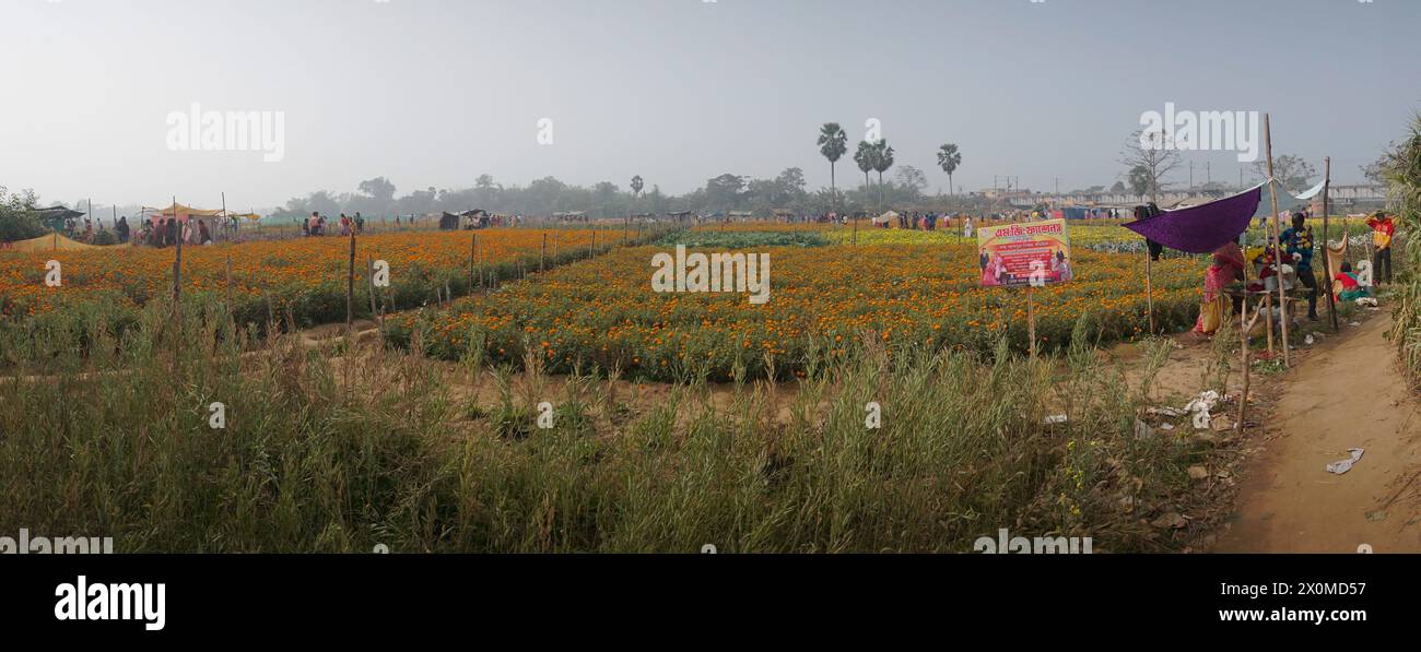 Khirai, Bengala Occidentale, India - 23.01.23 : Panorama dei visitatori nel campo dei fiori di calendula arancioni nella valle dei fiori. Raccolto qui per la vendita. Tagete Foto Stock