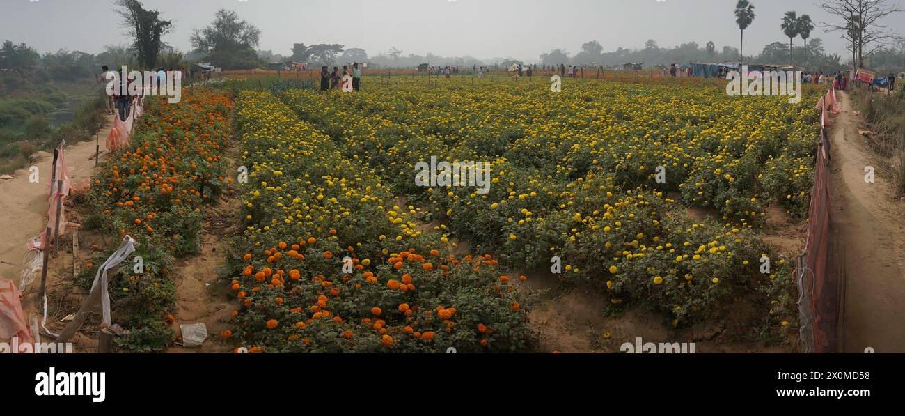 Khirai, Bengala Occidentale, India - 23.01.23 : Panorama dei visitatori nel campo dei fiori di calendula gialli nella valle dei fiori. Raccolto qui per la vendita. Foto Stock