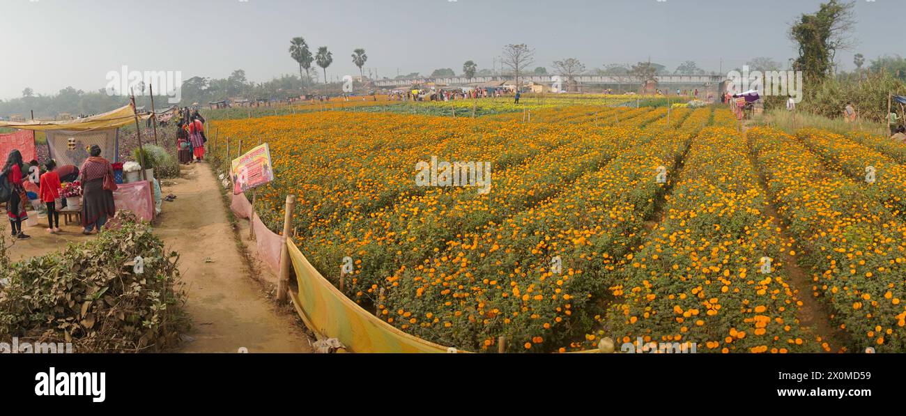 Khirai, Bengala Occidentale, India - 23.01.23 : Panorama dei visitatori nel campo dei fiori di calendula arancioni nella valle dei fiori. Raccolto qui per la vendita. Tagete Foto Stock