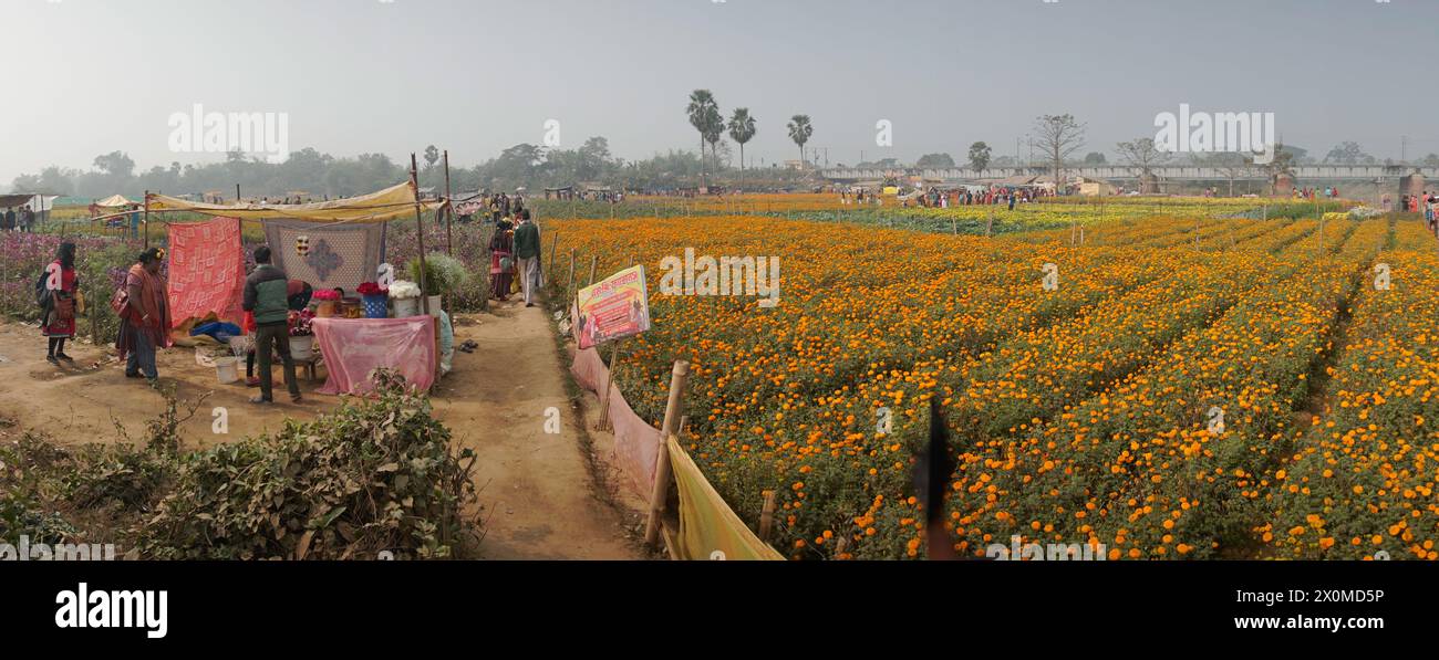 Khirai, Bengala Occidentale, India - 23.01.23 : Panorama dei visitatori nel campo dei fiori di calendula arancioni nella valle dei fiori. Raccolto qui per la vendita. Tagete Foto Stock