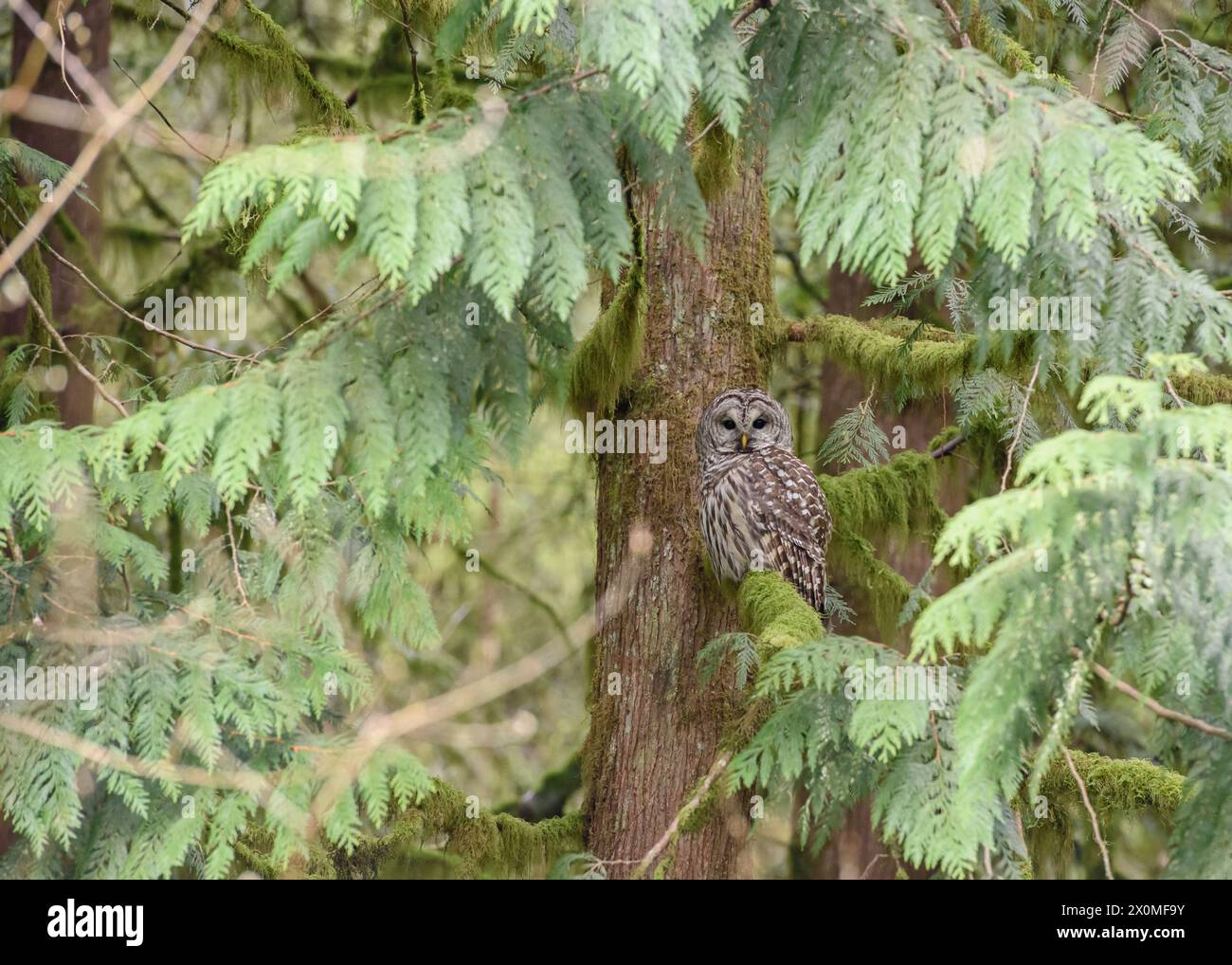 Gufo barrato a Forest Park Portland, OREGON. Foto Stock