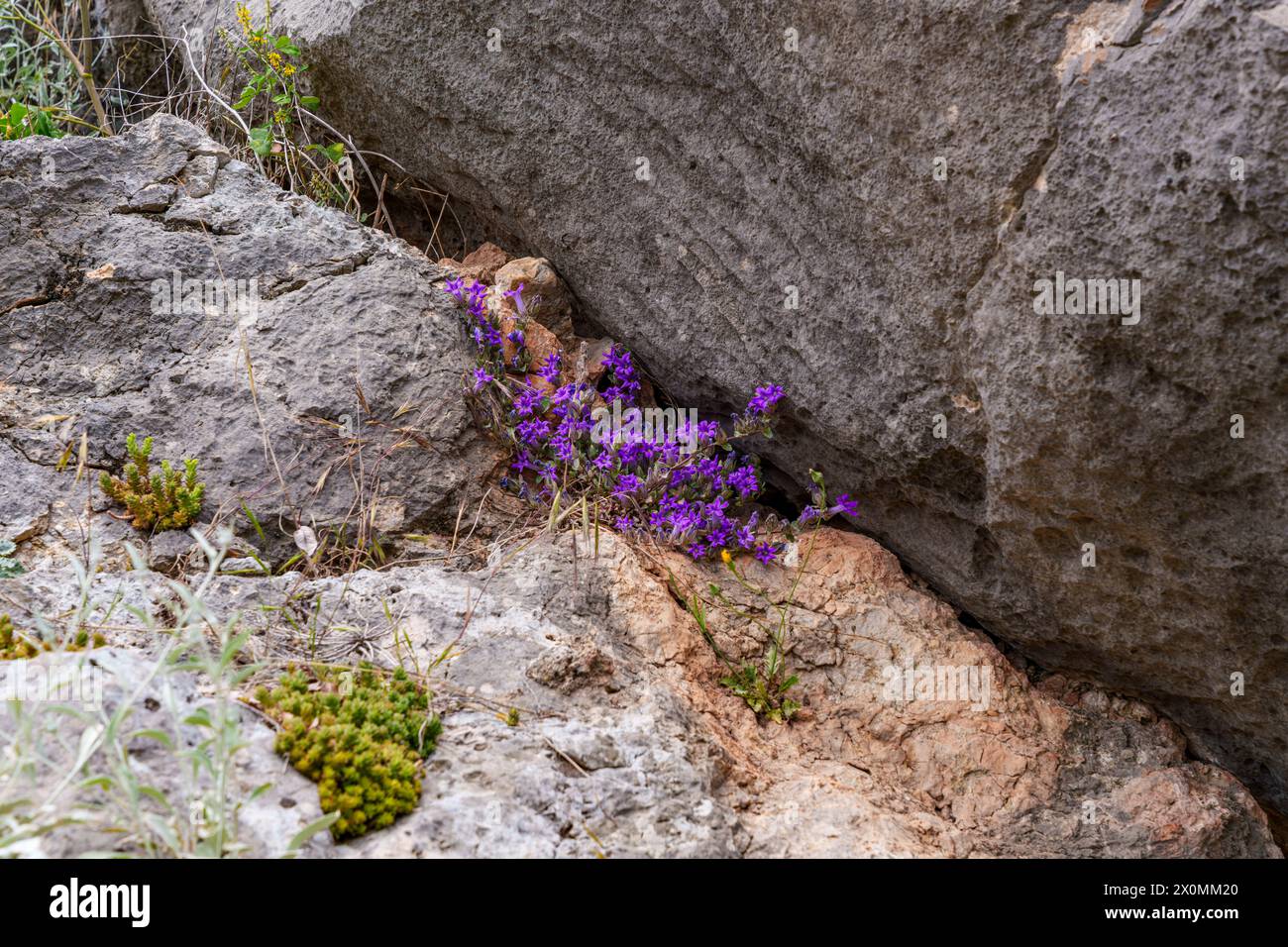 Un'incredibile esposizione di fiori viola blu elettrici, una pianta coperta con vivaci petali viola che creano una splendida scena di piante in fiore Foto Stock Un'incredibile esposizione di fiori viola blu elettrici, una pianta coperta con vivaci petali viola che creano una splendida scena di piante in fiore Foto Stock