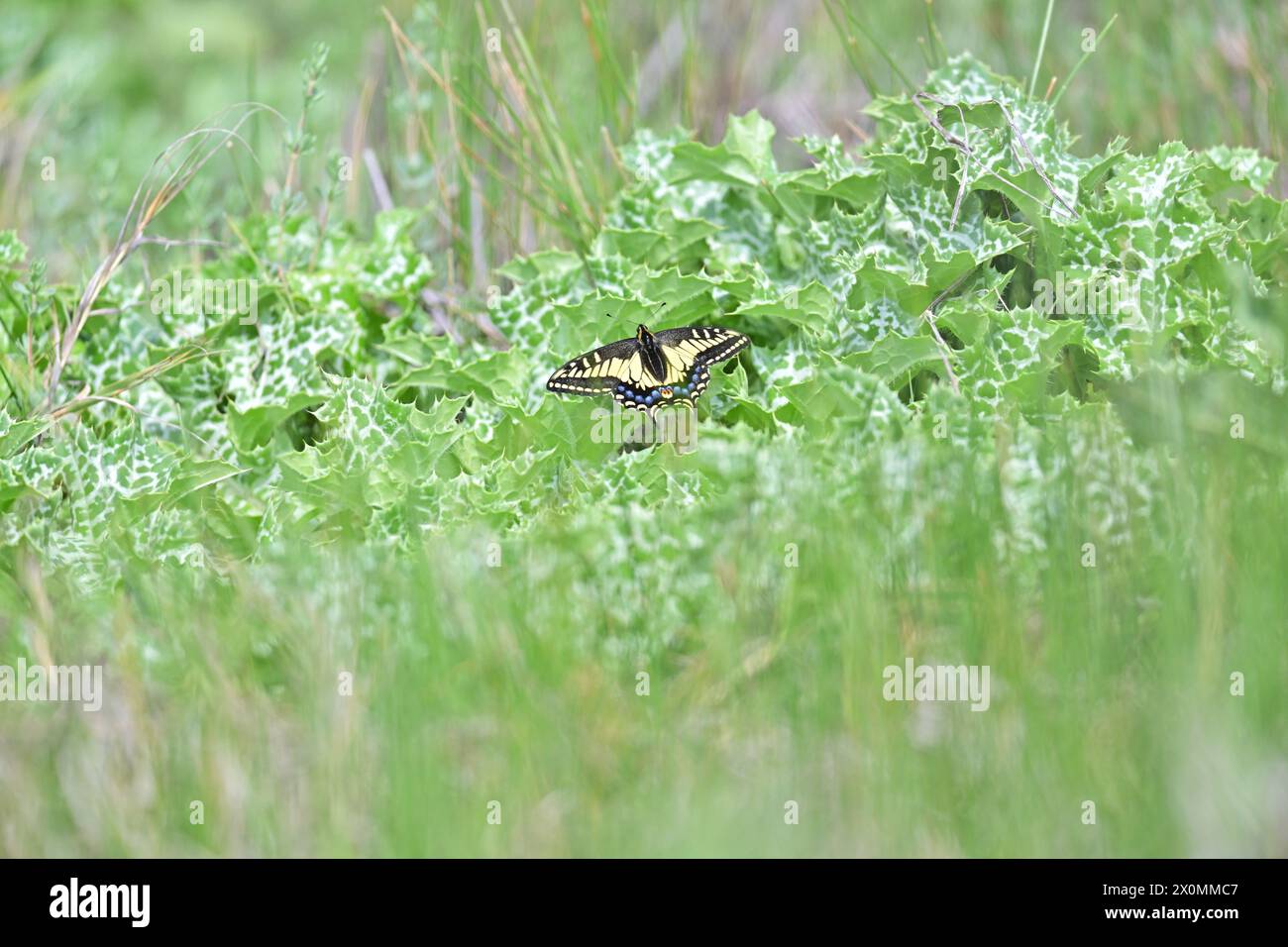 Bellissimo Moth con ali colorate Foto Stock