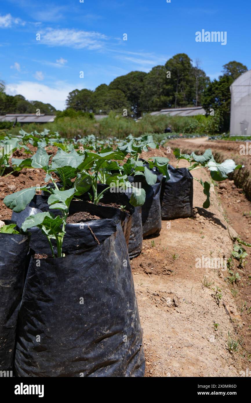 Ampia visualizzazione della piantagione di ravanelli in un sacco di crescita nero di fila Foto Stock