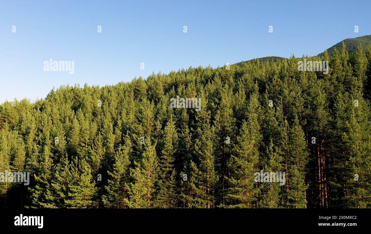 Vista aerea della foresta verde e del cielo blu. Il drone vola in avanti sopra gli alberi. Vista aerea dei pini nella foresta. Sfondo video naturale. Foto Stock