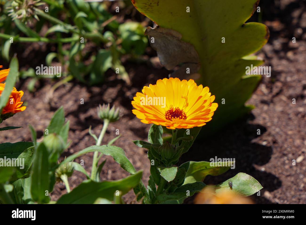 Closup di fiori di calendula gialli a Nuwara eliya Foto Stock